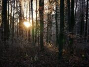 {{brizy_dc_image_alt entityId=